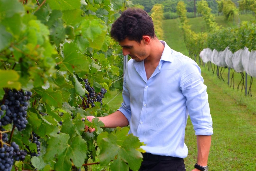 Projeto liderado por Santa Catarina pavimenta o caminho para uvas Piwi